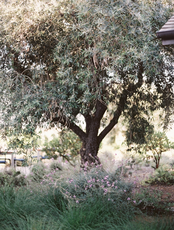 An olive tree surrounded by purple flowers at Ram's Gate in Sonoma.