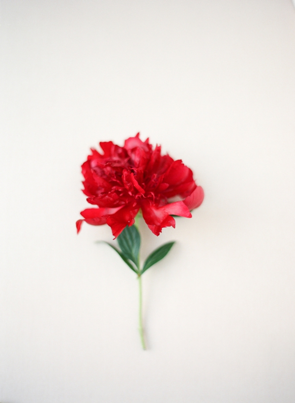 A single red gardenia on a blush backdrop. 