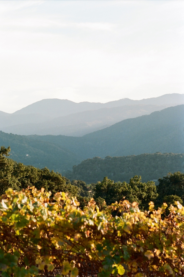 Autumn Holman Ranch Wedding leaves in a vineyard peeks through to the mountains.
