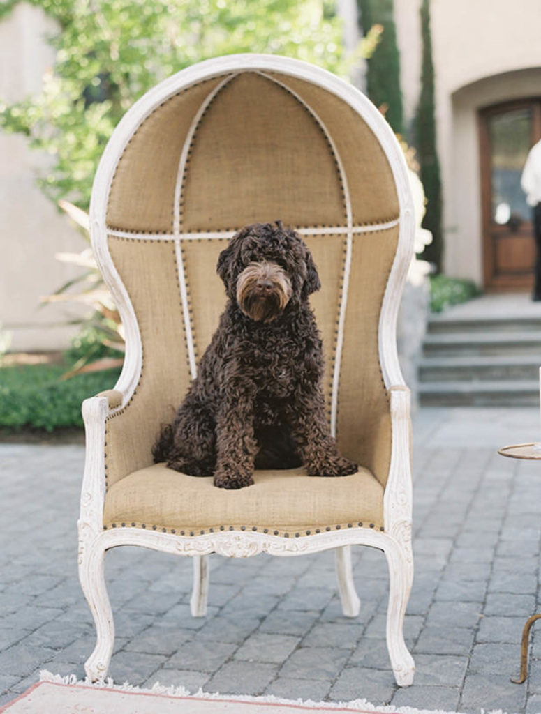 A chocolate labradoodle sits in an oversized chair at a private residence in Sonoma. 