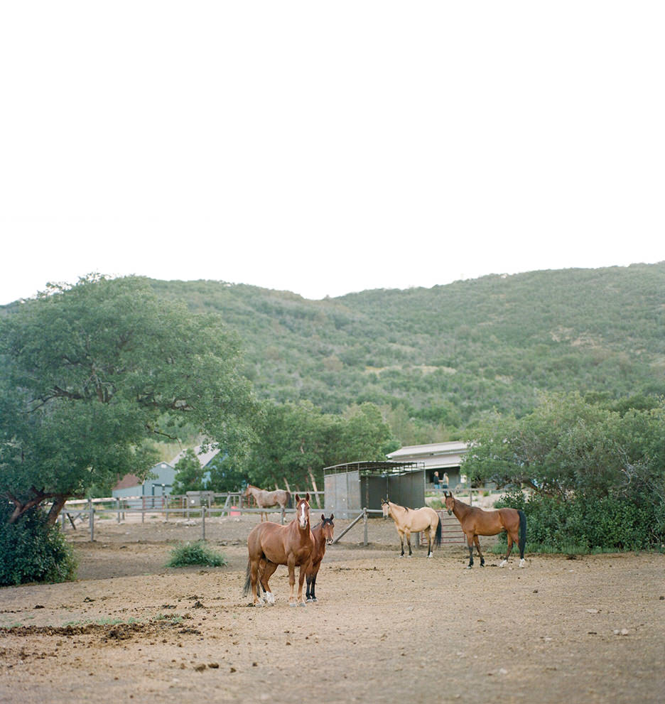 Three tan and brown horses look on in a messy stable in Blue Sky Ranch.